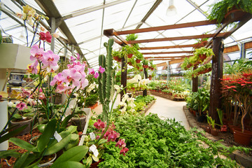 Viele Pflanzen und Orchideen in Gärtnerei