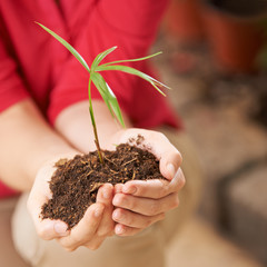 Hände geben Setzling mit Erde Sicherheit