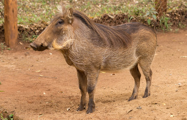 Fototapeta premium African warthog
