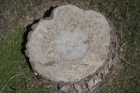 Tronco d'albero tagliato 