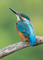 Common Kingfisher