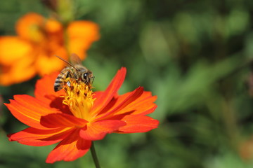 Little bee on the flower
