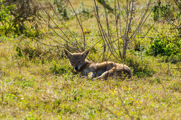 Sciacallo, Sudafrica