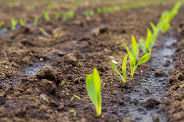 Sprouting maize/corn on field. Corn is used for powering biogas plants across Europe and creating...