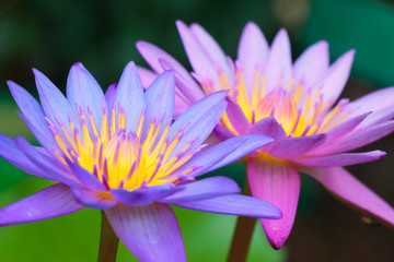 Close up beautiful pink lotus