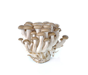 brown beech mushroom isolated on white background