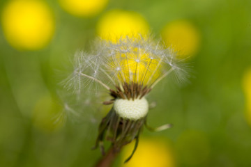 Dandelion seeds