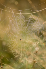 Spiders Web with Morning Jew