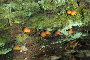wild mushrooms