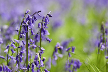 Bluebells