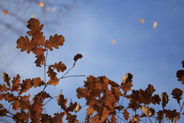leaf fall in autumn park landscape