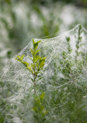 Naklejka premium Delicate spider web on the branches of a bush boxwood.