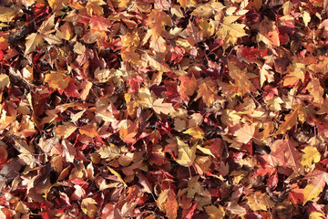 background texture of yellow leaves autumn leaf background