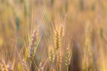 Golden fields of wheat, barley growing