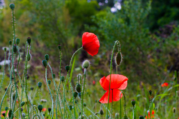 Obraz premium Poppy flowers