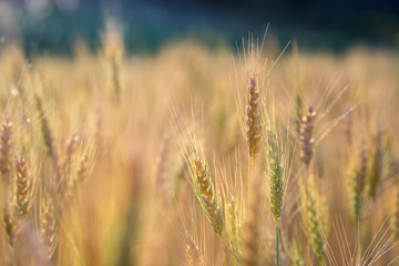 Golden fields of wheat, barley growing