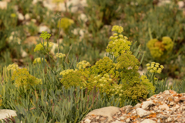 Finocchio marino (Cerithmum maritimum)