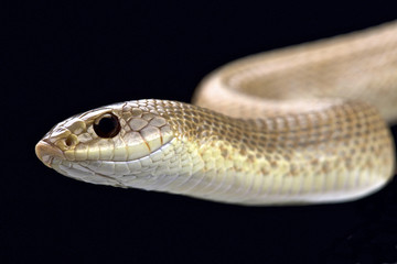 Blonde hognose snake (Leioheterodon modestus)