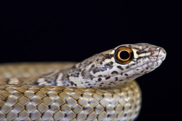 Red racer (Masticophis flagellum piceus)