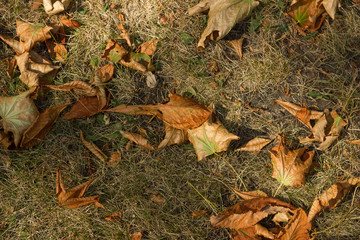 dried leaves and grass . autumn wallpaper
