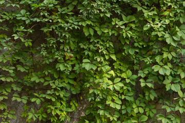 Obraz premium twined wild grapes wall. nature wallpaper. green lives