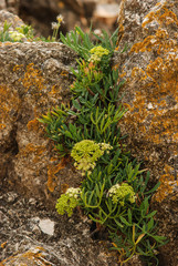 Finocchio marino (Crithmum maritimum) pianta con fiori