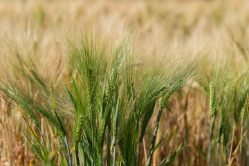 Golden fields of wheat, barley growing.