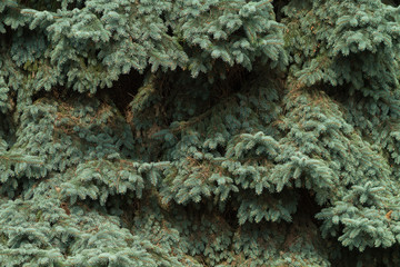 Naklejka na ściany i meble Branches of blue spruce close-up. Spruce needle. Conifer tree. Desktop Wallpaper. Nature wallpaper.