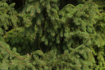 The spruce branches close-up. Spruce needle. Conifer tree. Nature desktop wallpaper