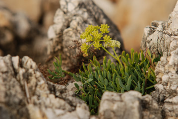 finocchio marino (Crithmum maritimum) pianta con fiori