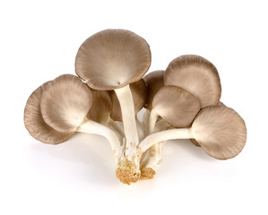 Fototapeta na wymiar Bhutan Oyster Mushrooms on white