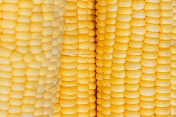 Fresh sweet corn