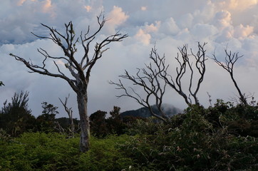 Above 3500 m. sea level. Kinabalu Mount