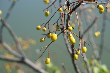 センダン © hiyokoma