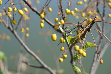 センダン © hiyokoma