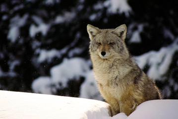 Fototapeta premium A winter wolf in the blowing snow sits atop a snow bank watching for prey.