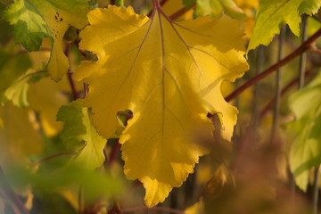 yellow leaf