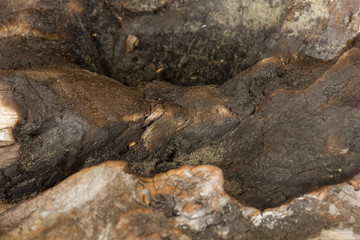 texture of an old tree without bark. charred wood