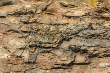 old tree texture
