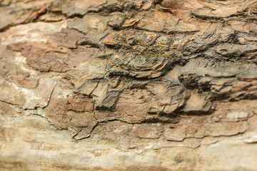 old tree texture