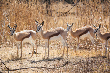 Spring buck herd standing in grass field