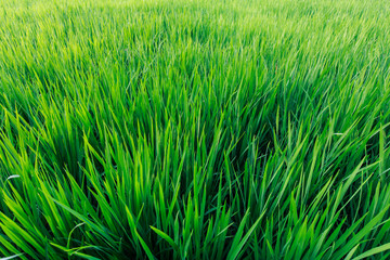 The fresh green rice field in sunshine