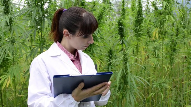 Scientist checking hemp plants