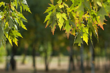 Autumn leaves on a blurred background