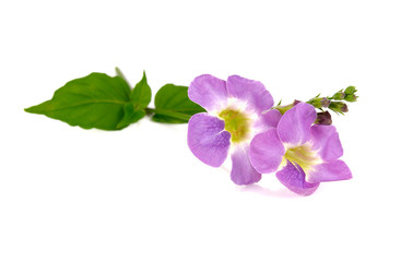 Naklejka na ściany i meble Purple (violet) flower on white