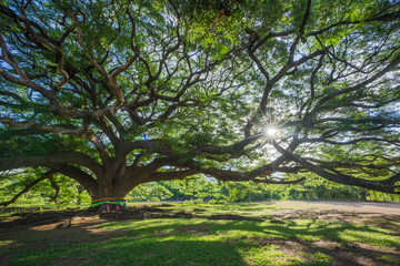 Obraz premium The Great Tree Spreading branches