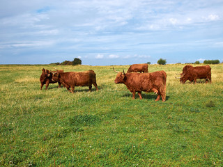 Naklejka na ściany i meble Scottish highlander ox cows