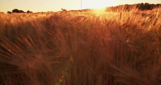 Tranquil image of golden wheat at sunset