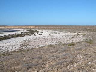 eagle bluff, shark bay, western australia