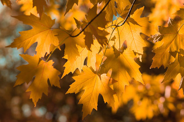 Fototapeta na wymiar Orange autumn leaves